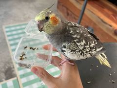 -吉丁鸟咖·异宠·寄养