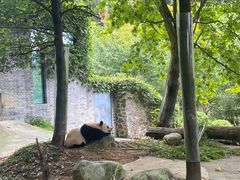 -都江堰中华大熊猫苑