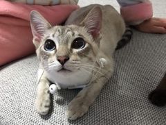 -佩兹宠物医院肿瘤专科·眼科·牙科(黄浦店)