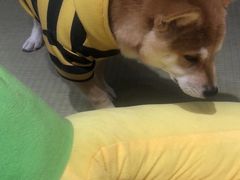 -逗柴咖啡屋·狗咖猫咖宠物桌游