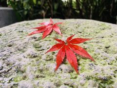 -青城道汤池