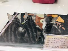 -1013 PET SHOP精品宠物商店(丁香店)