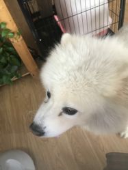 -英刺青 纹身 洗纹身