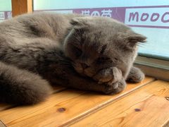 -猫的茶·猫咖