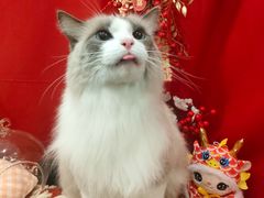 -Pets First伊珊娜洗护·精致美容·家庭式寄养(新会路店)