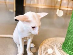 -飞行喵MR PILOT|猫舍·猫咖(静安大融城店)