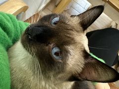 -李小姐の猫咖啡馆(五角场店)