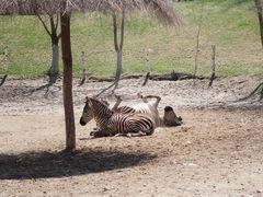 -北京野生动物园
