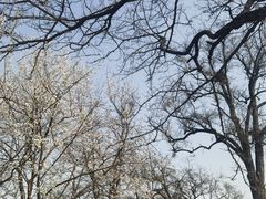 -桃花堤公园