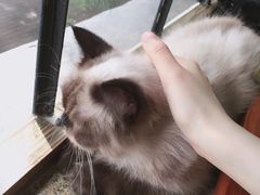 -more than meow吴止猫主题餐厅(承德 中船汇店)