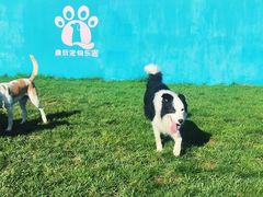 -趣玩宠物乐园寄养训犬训狗游泳池