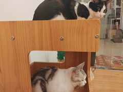 -有喵·猫咖·狗咖·30几只猫10只小狗(岗厦店)