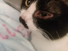 -萌兽医馆·犬猫专科·眼科中心·宠物医院(朝阳门分院)