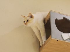 -藏猫猫咖啡主题馆(中央大道店)