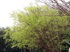 -人民公园(罗湖区)