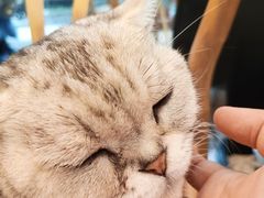 -猫咪派对(江南西店)