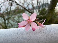 -梅沙尖