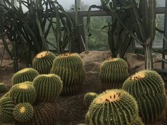 -北京植物园-展览温室