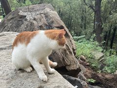 -泰山风景名胜区