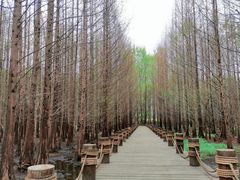 -桤木河湿地公园