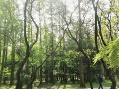 -上海共青森林公园