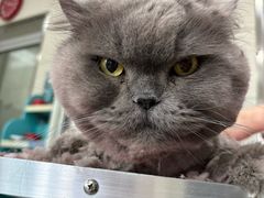 -北京观赏动物医院·24小时大型综合·猫专科·异宠专科