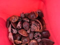 -红树林天天赶海