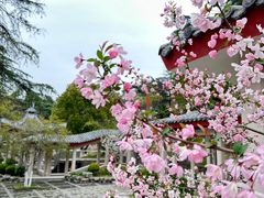 -南京古林公园