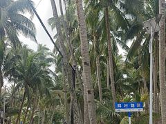 -东郊椰林