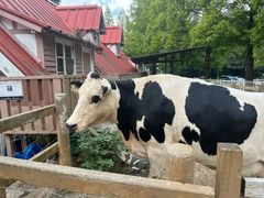 -神户市立六甲山牧场