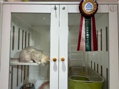 -青奢宠物·青奢猫舍