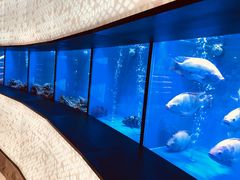 -新加坡珍宝海鲜JUMBO Seafood(西安skp店)