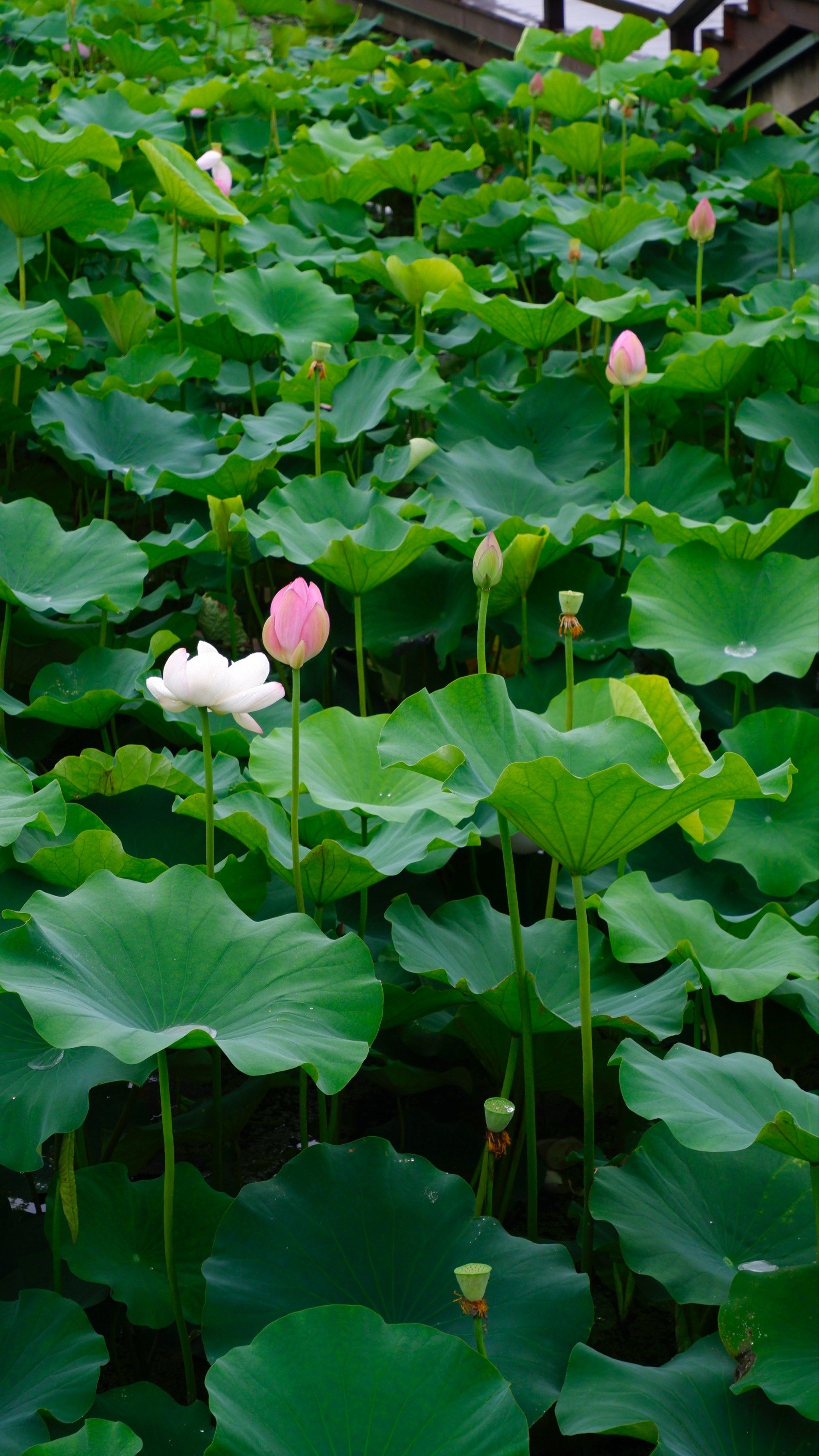 管社山庄看荷花03