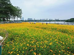 -海珠湖公园