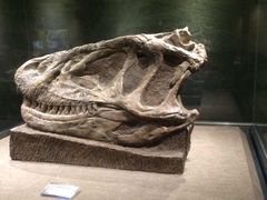 iphone_upload_pic-自贡恐龙博物馆