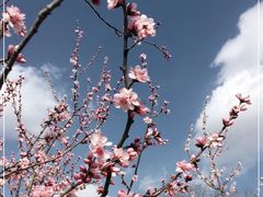 -香山公园