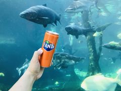 -珠海长隆海洋王国