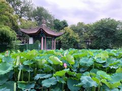 -莲湖公园