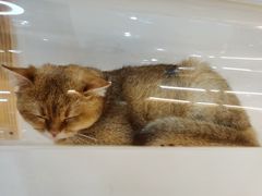 -COLOR PETS 撸猫馆·购猫·猫咖(长风大悦城店)