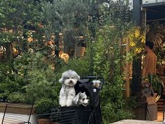 -自由生长植物工作室(深港花卉中心店)
