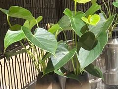 -眉州东坡(远洋未来广场店)