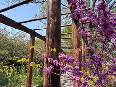 -南汇桃花村