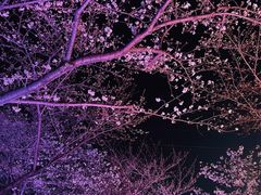 -西北湖绿化广场