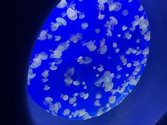 -江和美海洋公园