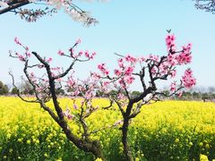 -南汇桃花村