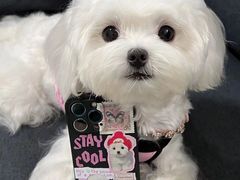 -萌宠之家·腊肠犬·马尔泰·小体犬舍