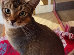 -喵屿·大理花园猫咖