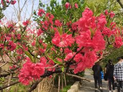 -南汇桃花村