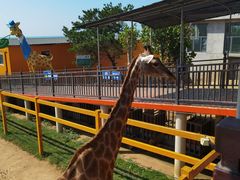 -西霞口神雕山野生动物世界