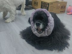-汪小喵宠物·戴维斯乐芳希施宠馨宝皮毛调理洗护店